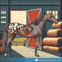 Horse Color:Bay Appaloosa 