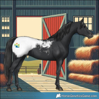 Horse Color:Black Appaloosa 