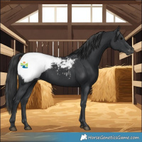 Horse Color:Black Snowcap 