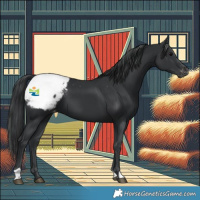 Horse Color:Black Appaloosa 
