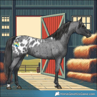 Horse Color:Blue Roan Appaloosa 