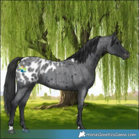 Horse Color:Blue Roan Appaloosa