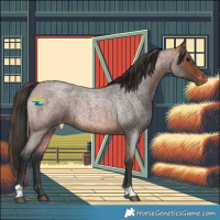 Horse Color:Bay Roan Appaloosa
