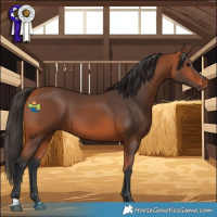 Horse Color:Bay 