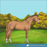 Horse Color:Chestnut 