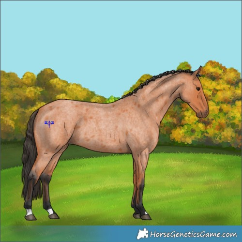 Horse Color:Bay Roan 