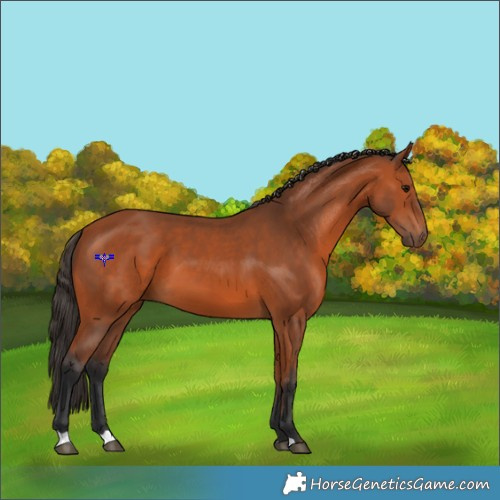Horse Color:Bay 