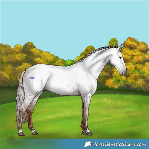 Horse Color:Gray Chestnut 