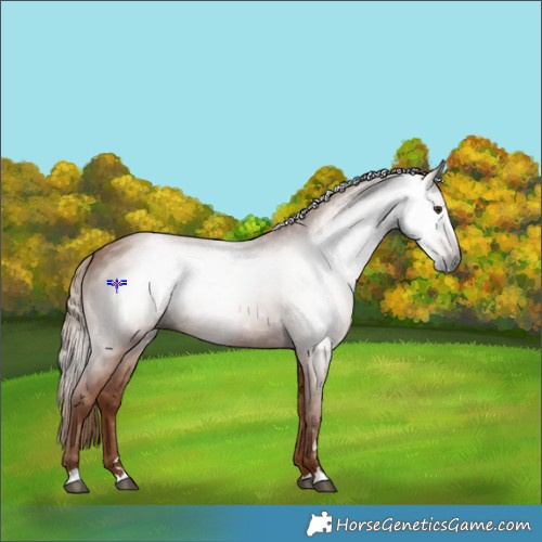 Horse Color:Gray Chestnut 