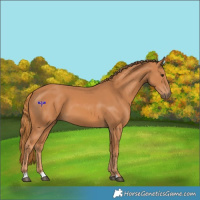 Horse Color:Chestnut 