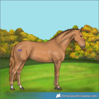 Horse Color:Chestnut 