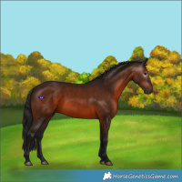Horse Color:Gray Bay 
