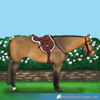 Horse Color:Buckskin 