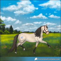 Horse Color:Buckskin Dun 