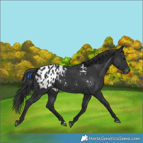 Horse Color:Black Appaloosa 