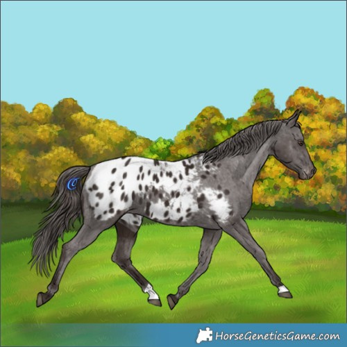 Horse Color:Liver Chestnut Appaloosa 