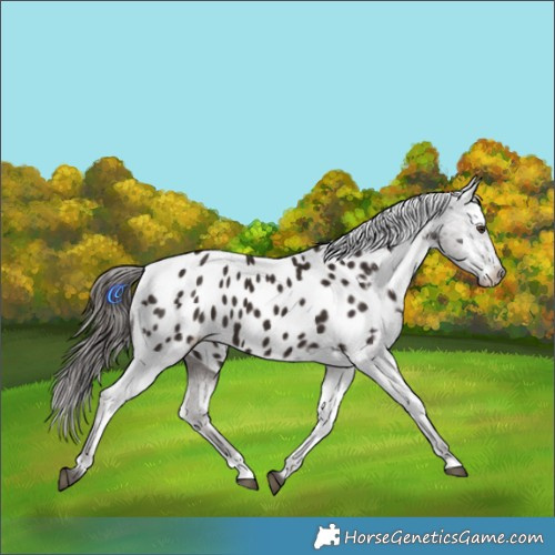 Horse Color:Liver Chestnut Appaloosa 