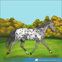 Horse Color:Liver Chestnut Appaloosa 