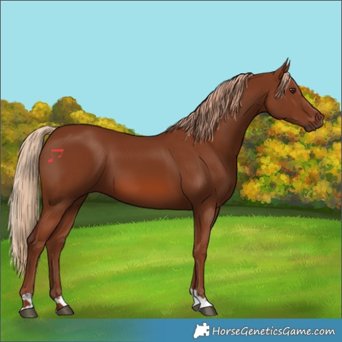 Horse Color:Chestnut 