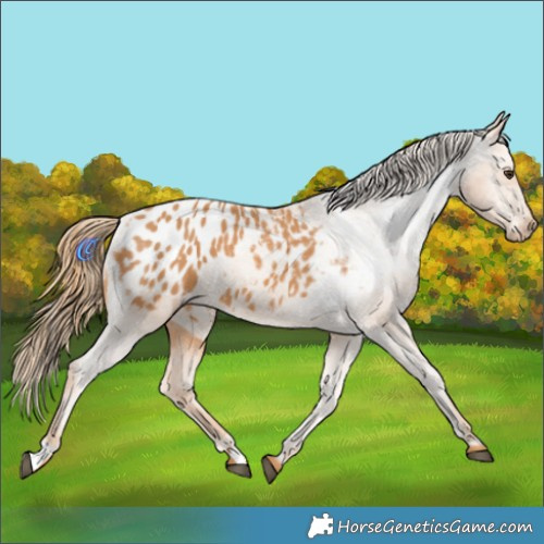 Horse Color:Chestnut Blanket 