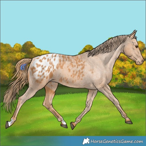 Horse Color:Chestnut Appaloosa 