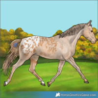 Horse Color:Chestnut Appaloosa 