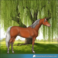 Horse Color:Silver Bay 