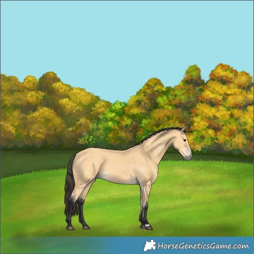 Horse Color:Buckskin 