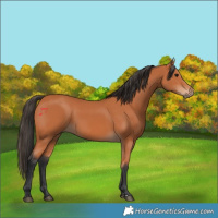 Horse Color:Bay Rabicano 