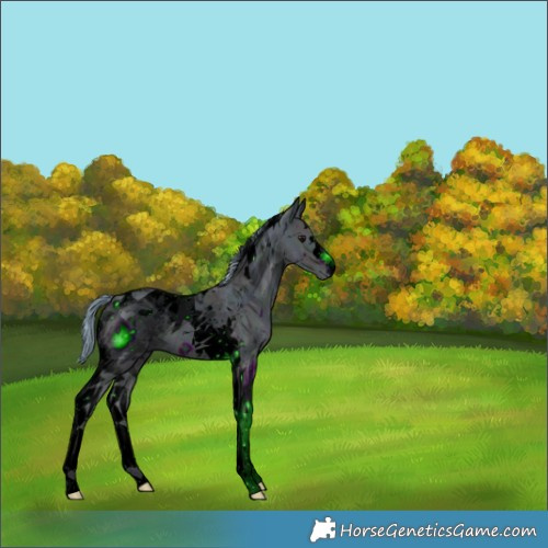 Horse Color:ERROR: UNKNOWN ANOMALY