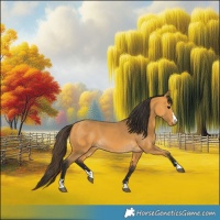 Horse Color:Buckskin 