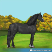 Horse Color:Black 