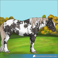 Horse Color:White Spotted Liver Chestnut Appaloosa Rabicano 