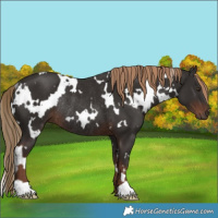 Horse Color:White Spotted Liver Chestnut Rabicano 