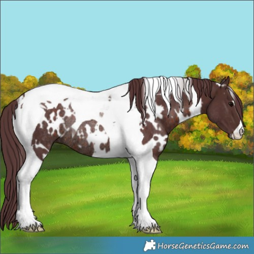Horse Color:White Spotted Chocolate Brown Tobiano Rabicano 