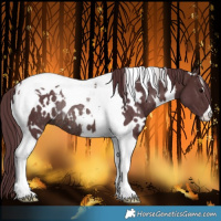 Horse Color:White Spotted Chocolate Brown Tobiano Rabicano 