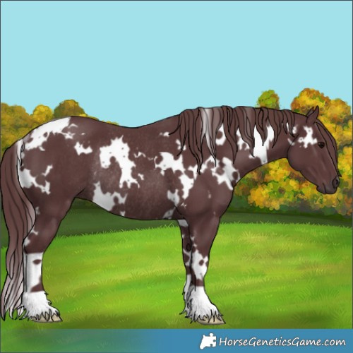 Horse Color:White Spotted Chocolate Black Rabicano