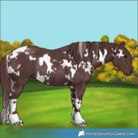 Horse Color:White Spotted Chocolate Black Rabicano 