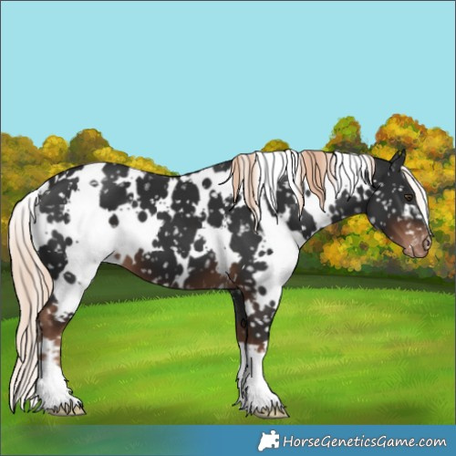 Horse Color:White Spotted Liver Chestnut Appaloosa