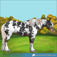 Horse Color:White Spotted Liver Chestnut Snowflake Varnish 