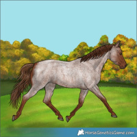 Horse Color:Red Roan 