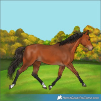 Horse Color:Bay 