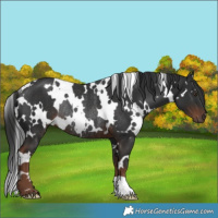 Horse Color:White Spotted Liver Chestnut Rabicano 