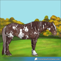 Horse Color:White Spotted Chocolate Brown Snowflake Varnish Rabicano 