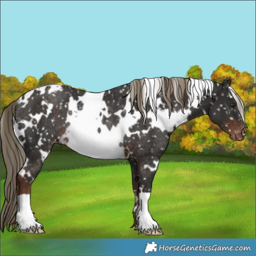 Horse Color:White Spotted Liver Chestnut Appaloosa Rabicano