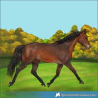 Horse Color:Bay 