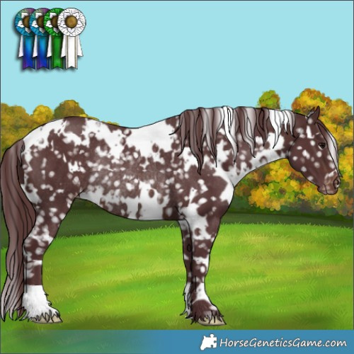 Horse Color:White Spotted Chocolate Brown Appaloosa Rabicano 