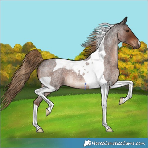 Horse Color:Liver Red Roan Tobiano 