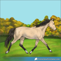 Horse Color:Buckskin 