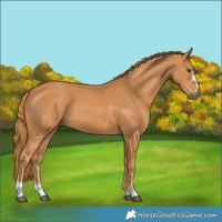 Horse Color:Chestnut 